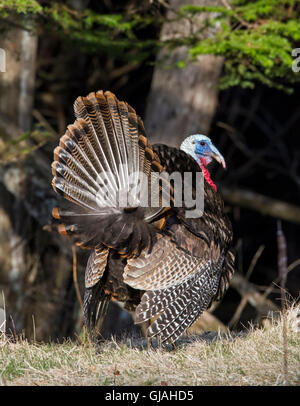 Il tacchino selvatico (Meleagris gallopavo). Display di accoppiamento. Parco Nazionale di Acadia, Maine, Stati Uniti d'America. Foto Stock