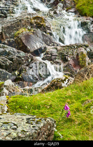 Scendendo dal sollevamento elevato lungo greenup gill verso borrowdale, Keswick, Lake District, cumbria Foto Stock