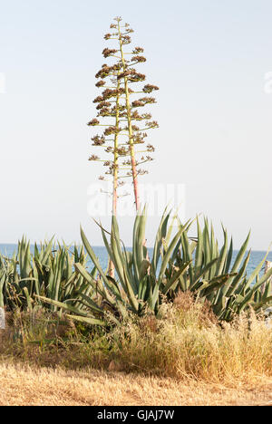 Agave sul campo falciata, mare come sfondo. Foto Stock