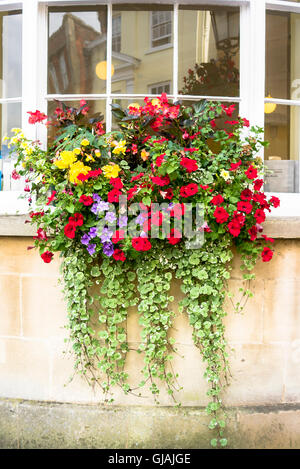 Colorato nella casella della finestra di fiori su west bay window in una città Foto Stock