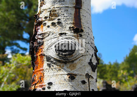 Un primo piano della corteccia di un albero di aspen trunk (Populus sp.) che mostra un 'Aspen occhio', Utah, Stati Uniti Foto Stock