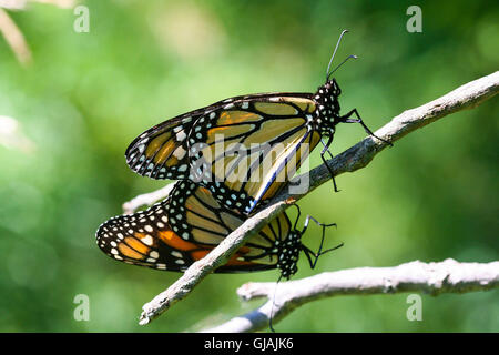 Una coppia di accoppiamento farfalle monarca (Danaus plexippus) appoggiato su un ramo, Indiana, Stati Uniti Foto Stock