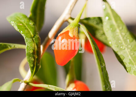 Fresche bacche di goji su un ramoscello con gocce di acqua dopo la pioggia closeup. Foto Stock