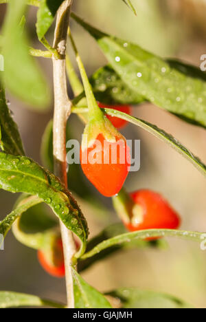 Fresche bacche di goji su un ramoscello con gocce di acqua dopo la pioggia closeup. Foto Stock