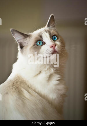 Giovane maschio gatto Ragdoll Foto Stock