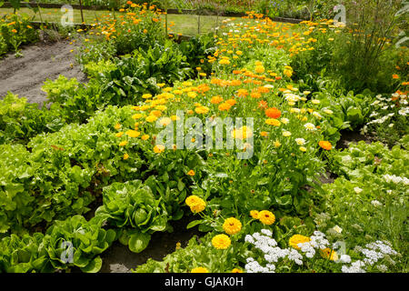 Un giardino potager insalata di coltivazione di colture e fiori in un giardino comunità nel WILTSHIRE REGNO UNITO Foto Stock