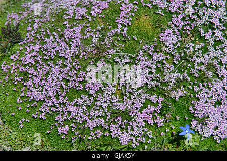 Alpine (Rock-Jasmine Androsace Alpina), crescendo nelle alpi svizzere, Zermatt, Svizzera Foto Stock