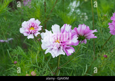 Cosmos bipinnatus fare doppio clic Bicolor rose fiori Foto Stock