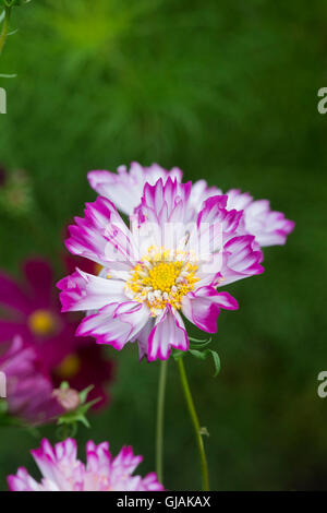 Cosmos bipinnatus fare doppio clic Bicolor rose fiori Foto Stock