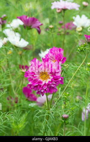 Cosmos bipinnatus fare doppio clic Bicolor rose fiori Foto Stock