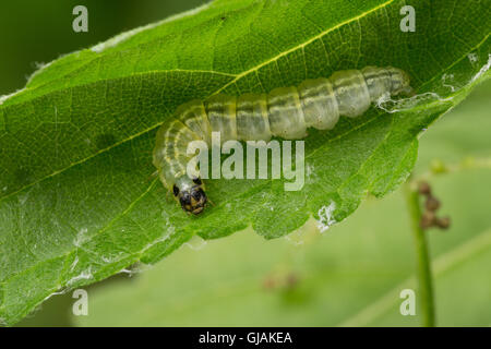 Brennnessel-Zünsler, Brennnesselzünsler, Raupe frisst un Brennnessel, Brennessel-Zünsler, Brennesselzünsler, Anania hortulata, E Foto Stock