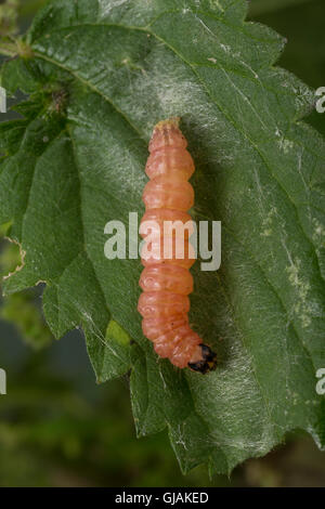 Brennnessel-Zünsler, Brennnesselzünsler, Raupe frisst un Brennnessel, ältere Raupe kurz vor der Überwinterung, Brennessel-Zünsle Foto Stock