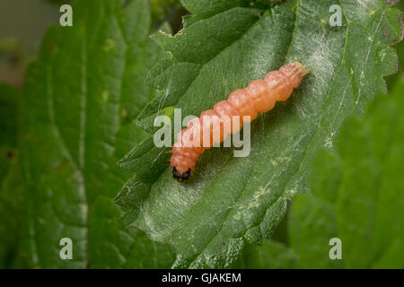 Brennnessel-Zünsler, Brennnesselzünsler, Raupe frisst un Brennnessel, ältere Raupe kurz vor der Überwinterung, Brennessel-Zünsle Foto Stock