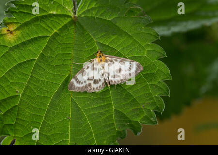 Brennnessel-Zünsler, Brennnesselzünsler, Brennessel-Zünsler, Brennesselzünsler, Anania hortulata, Eurrhypara hortulata, Eurrhypa Foto Stock