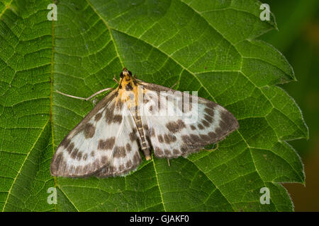 Brennnessel-Zünsler, Brennnesselzünsler, Brennessel-Zünsler, Brennesselzünsler, Anania hortulata, Eurrhypara hortulata, Eurrhypa Foto Stock