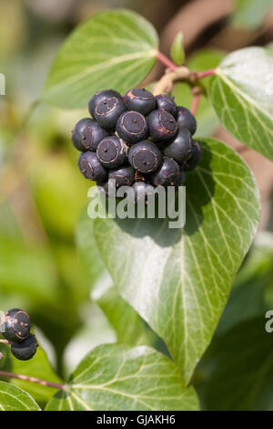 Efeu, Frucht, Früchte, Beere, Beeren, Hedera helix, Comune di Edera inglese Ivy, frutta, Lierre grimpant Foto Stock