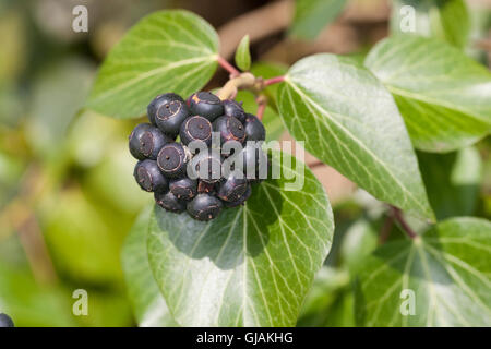 Efeu, Frucht, Früchte, Beere, Beeren, Hedera helix, Comune di Edera inglese Ivy, frutta, Lierre grimpant Foto Stock