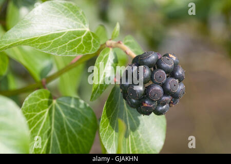 Efeu, Frucht, Früchte, Beere, Beeren, Hedera helix, Comune di Edera inglese Ivy, frutta, Lierre grimpant Foto Stock