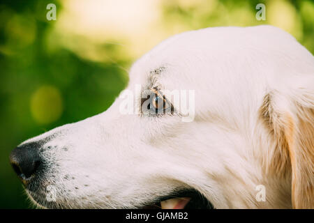 Vista laterale Ritratto di Staring giallo Golden Labrador Retriever cane o di San Giovanni cane di acqua. Testa in primo piano la museruola. Boke Bokeh Gr Foto Stock