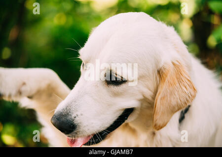 Chiudere la testa verticale muso di giallo Golden Labrador Retriever cane dando zampa. Boke Bokeh di fondo giallo verde dello sfondo. Foto Stock