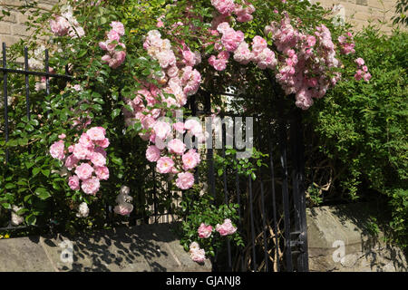 Le rose intorno a un ferro da stiro porta ad arco Foto Stock