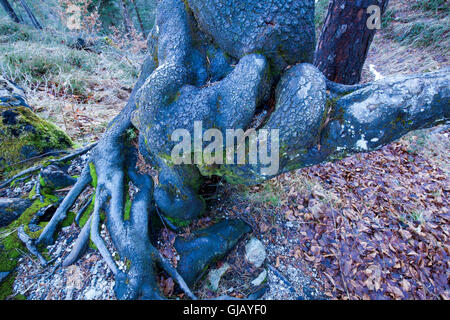 Bizzarro albero nella foresta di montagna Foto Stock