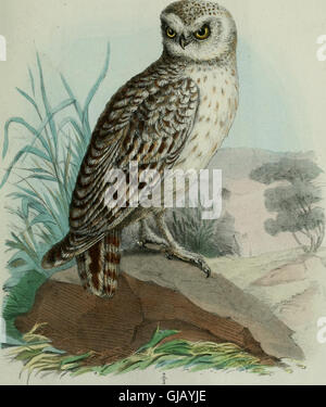 Questo lavoro di ornitologia del 1869 si concentra sull'avifauna dell'Africa nordorientale, in particolare le regioni intorno alle fonti del Nilo, la costa del Mar Rosso e la Somalia settentrionale, fornendo informazioni sulle specie presenti in queste aree. Foto Stock