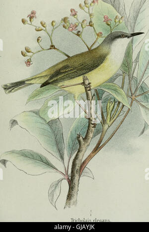 Un lavoro del 1869 incentrato sull'ornitologia dell'Africa nord-orientale, in particolare le sorgenti del Nilo, le coste del Mar Rosso e le regioni settentrionali della Somalia, descrivendo dettagliatamente le specie di uccelli presenti in queste aree. Foto Stock