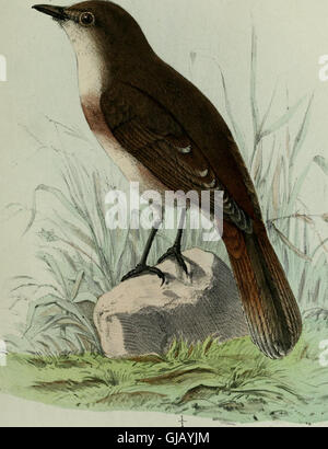 *Ornithologie Nordost-Afrika's* (1869) copre l'avifauna dell'Africa nord-orientale, concentrandosi sulle fonti del Nilo, le coste del Mar Rosso e la Somalia settentrionale, offrendo approfondimenti dettagliati sulle specie che si trovano in queste regioni. Foto Stock