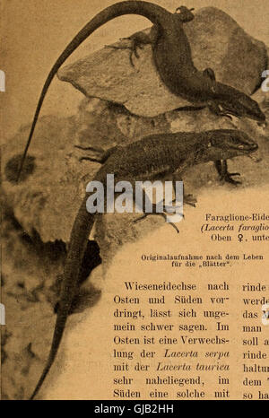 Blätter für Aquarien- und Terrarien-Kunde (1902) Foto Stock