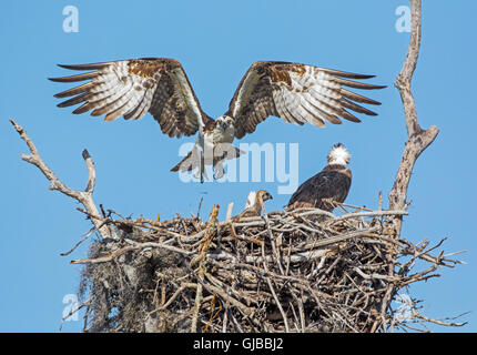 Falco pescatore (Pandion haliaetus) a nido. Parco nazionale delle Everglades, Florida, Stati Uniti d'America. Foto Stock