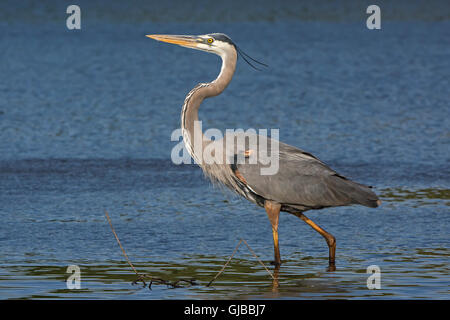 Airone blu (Ardea erodiade). Myakka River State Park, Florida, Stati Uniti d'America. Foto Stock