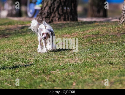 Cane crestato cinese cane adulto cammina lentamente attraverso l'erba Foto Stock