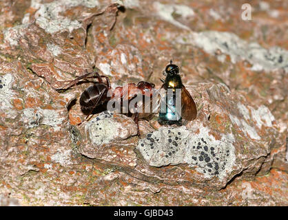 Unione di legno rosso ant (formica rufa) prendendo un catturato preda (mosca carnaria) a il nido Foto Stock