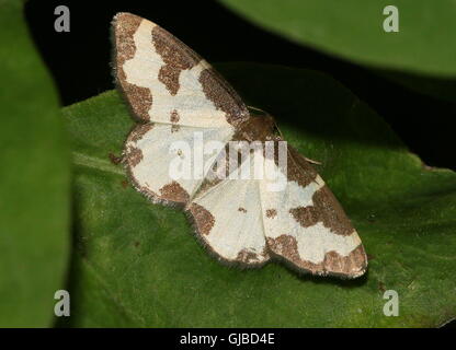 Unione offuscato la falena di confine (Lomaspilis marginata - Geometridae) in posa su una foglia Foto Stock