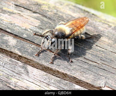 Laphria flava, una comunità Bumblebee mimando Robberfly specie. Foto Stock