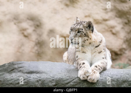 Ritratto laterale del famoso big cat, snow leopard - Irbis, Uncia uncia Foto Stock