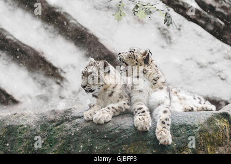 Famiglia di big cat, snow leopard - Irbis, Uncia uncia con snowy meteo Foto Stock