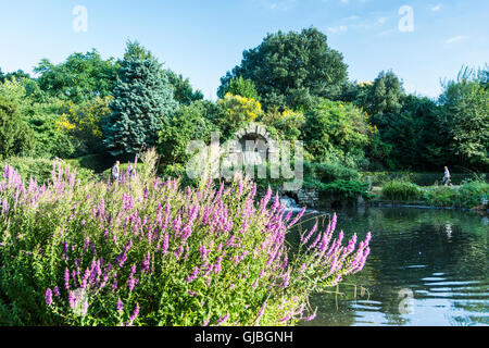 Il lago ornamentale e motivi di Chiswick House, un inizio settecento villa palladiana a Chiswick, London, England, Regno Unito Foto Stock