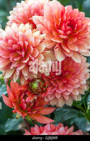 Dahlia ' Dukat ' fiore dahlias Foto Stock