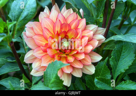 Dahlia Dukat ' ' fiore Foto Stock