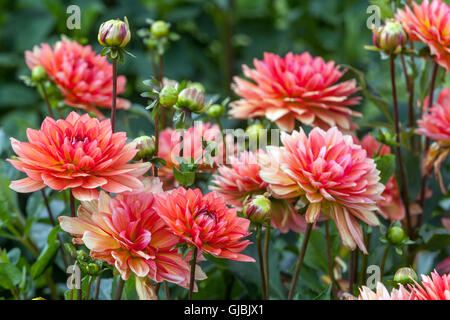 Dahlia ' Dukat ' fiore dahlias Foto Stock