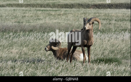 Una coppia di Bighorn guardare i loro dintorni. Foto Stock