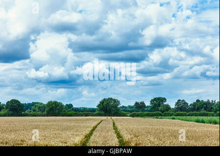 Campo di grano con via marchi in Inghilterra Foto Stock