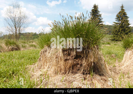 Maggiore tussock-carici, Carex paniculat Foto Stock