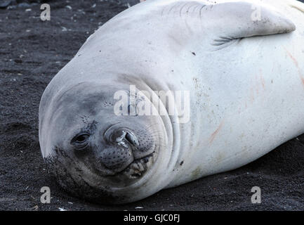 Il novellame di elefante marino del sud (Mirounga leonina) sulla sabbia nera vulcanica di Saunders Island. , Isole Sandwich del Sud Foto Stock