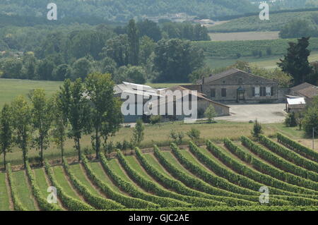 Vigneti che crescono in un vigneto Foto Stock