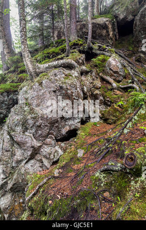 New Hampshire è aspro paesaggio, Glen Ellis Falls, Jackson, New Hampshire Foto Stock