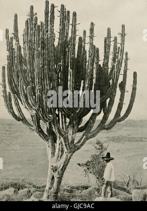 Due bird-amanti in Messico (1905) Foto Stock