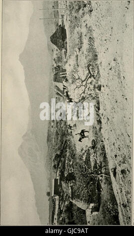 Due bird-amanti in Messico (1905) Foto Stock